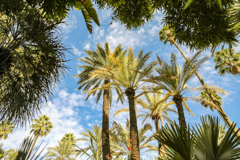 Private transfer from Marrakech Airport to Palmeraie