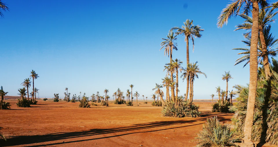 Palm trees on red earth in the Marrakech Palmeraie, the palm grove north-east of the city where most resort hotels are set.